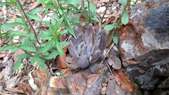 Echeveria craigiana