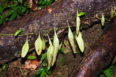 Lemmaphyllum rostratum