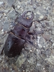 Lucanus ibericus