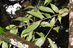 Viburnum integrifolium