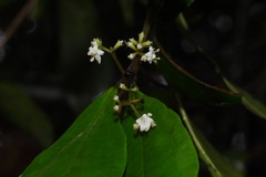 Viburnum integrifolium