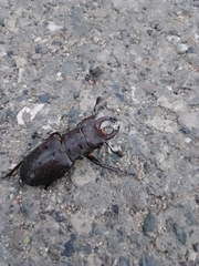 Lucanus ibericus