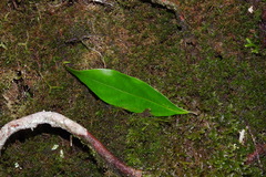 Viburnum integrifolium