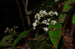 Viburnum integrifolium
