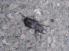 Lucanus ibericus