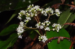 Viburnum integrifolium