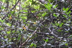 Rhododendron kawakamii