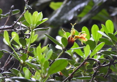 Rhododendron kawakamii
