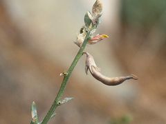Acmispon procumbens jepsonii