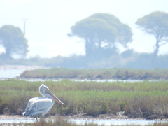 Pelecanus crispus