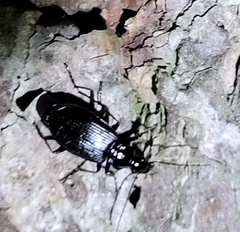 Limodromus assimilis