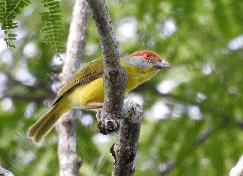 Rufous-browed Peppershrike