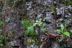 Eschenbachia japonica