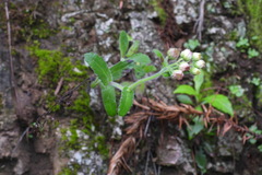 Eschenbachia japonica