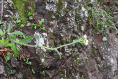 Eschenbachia japonica