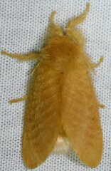 Megalopyge pyxidifera