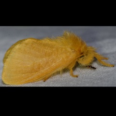 Megalopyge pyxidifera