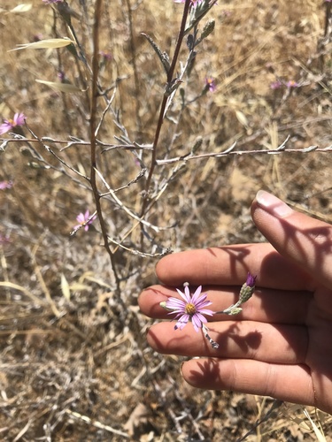 iNaturalist observation photo of California Aster