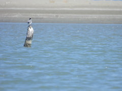 Sterna hirundo
