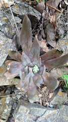 Echeveria craigiana
