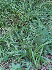 Carex strigosa