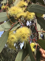 Eucalyptus woodwardii