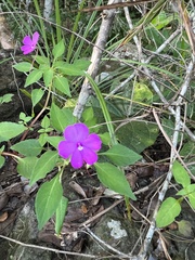 Impatiens semounensis