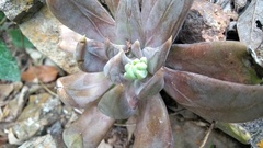 Echeveria craigiana