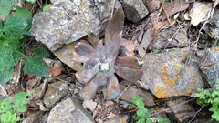 Echeveria craigiana
