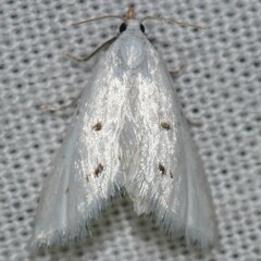 Leptosteges vestaliella