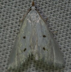 Leptosteges vestaliella