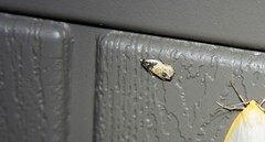 Olethreutes griseoalbana