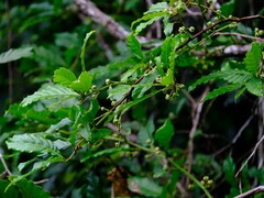 Doliocarpus
