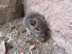 Peromyscus melanotis