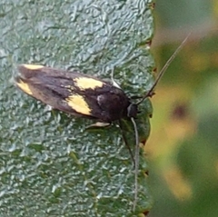 Scythris sinensis