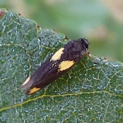 Scythris sinensis