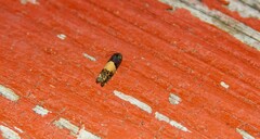 Epiblema tripartitana