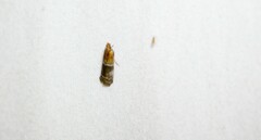 Moodna pallidostrinella
