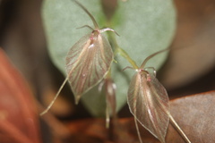 Stigmatodactylus macroglossus