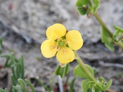 Roepera glauca