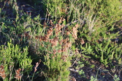 Thamnochortus lucens