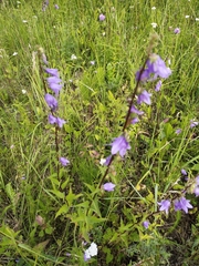 Campanula