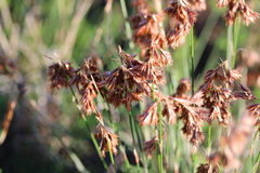 Thamnochortus lucens