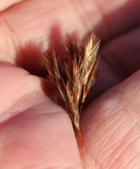 Thamnochortus lucens