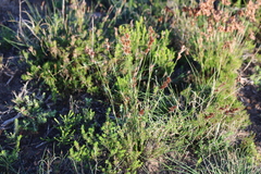 Thamnochortus lucens