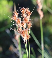 Thamnochortus lucens
