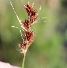 Thamnochortus lucens
