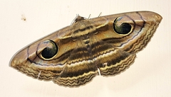 Spirama helicina
