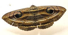 Spirama helicina