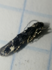 Mompha conturbatella